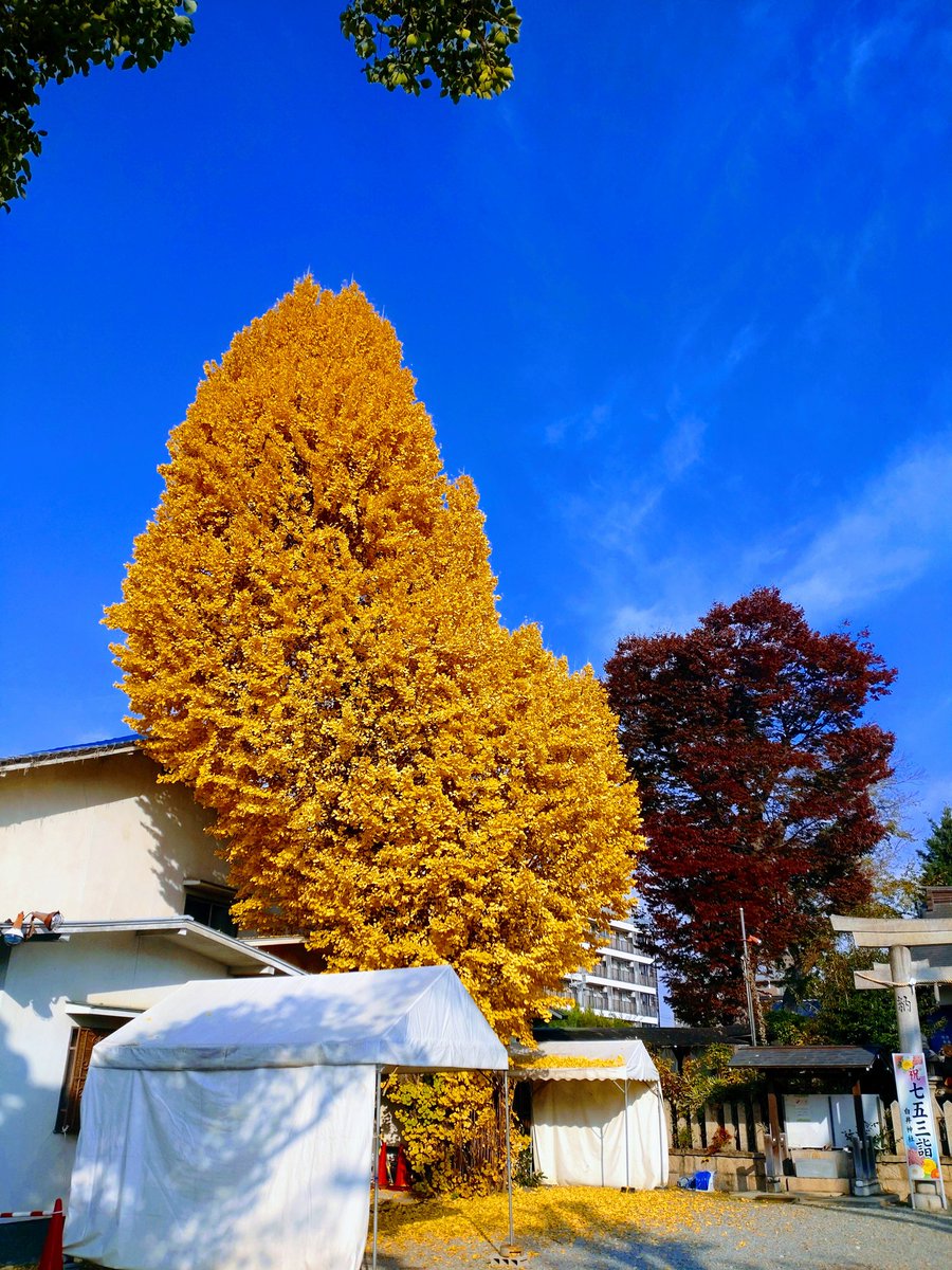 園田の白井神社のイチョウ
密度のある黄金色が美しいです
今の時期は掃除も大変だとは思いますが、維持していただいてありがたいです
銀杏はあまり好きではないので見る専です
すみません
ティポンシュやアグリコールのソーダとかだと美味しいのかも