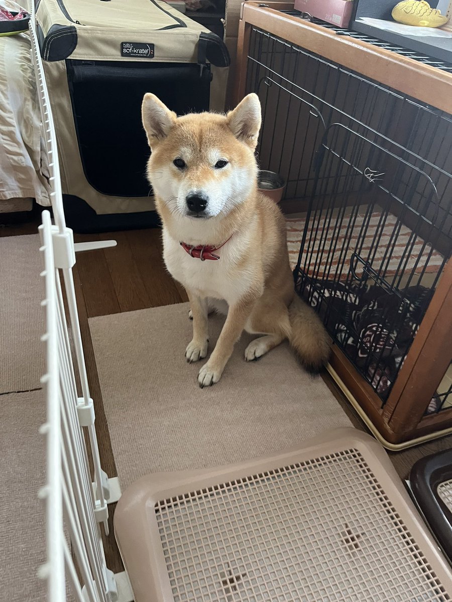 柴犬こめ1歳 (@shibainukome) / Posts / X