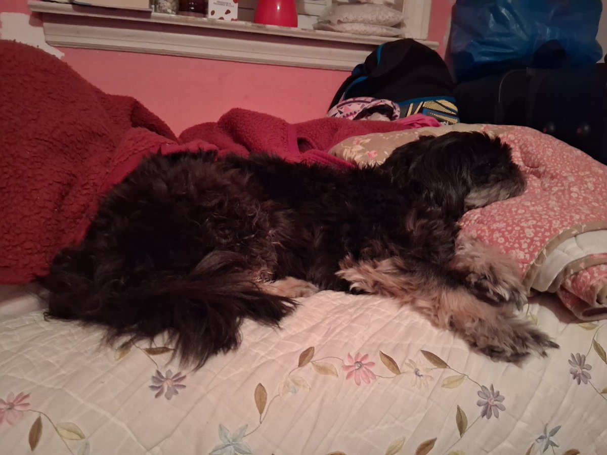 PieceOfShih's tweet photo. "Bed time and shih."
~ Sir Master Bigglesworth
12.04.2025 https://t.co/PAZkC0lt03