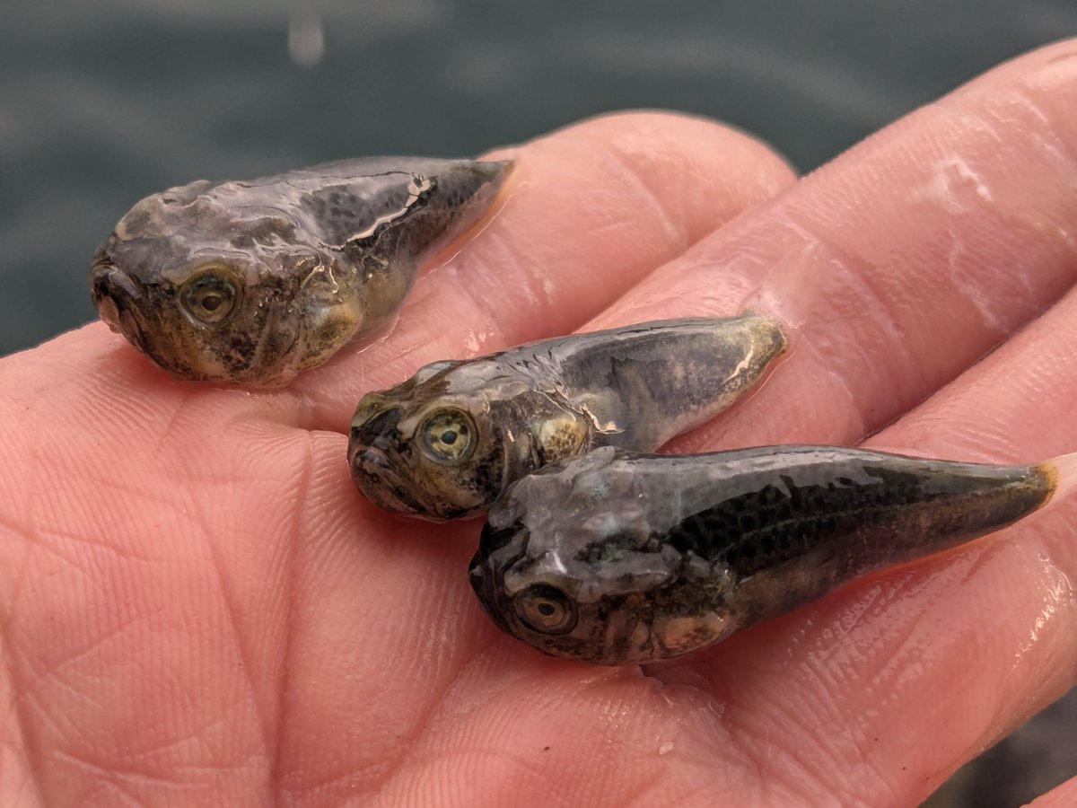 今朝の定置網漁で久し振りのテングノオトシゴ入網♪
あと、アオミシマの幼魚が出て来た。