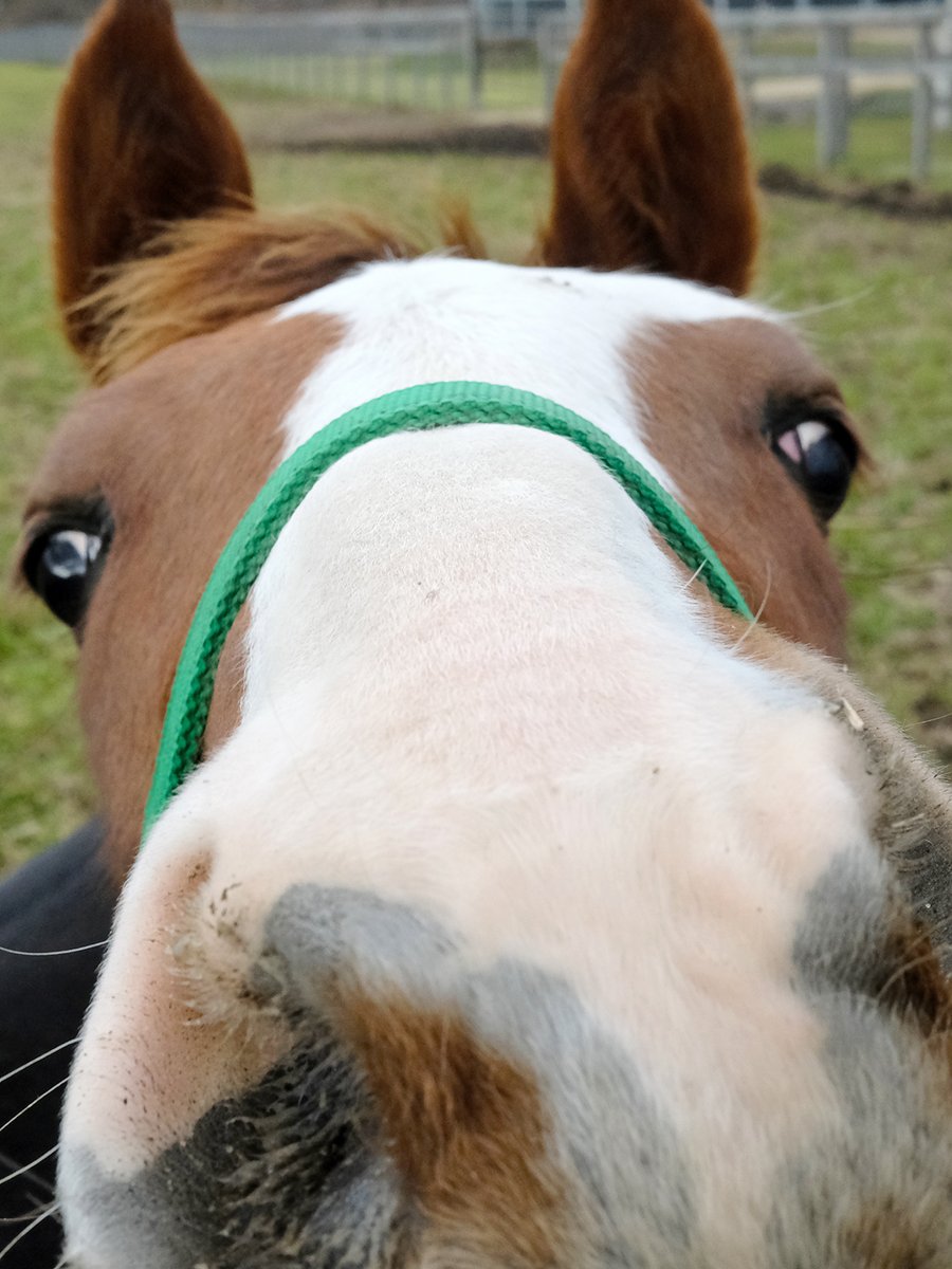 昨日の当歳馬の鼻すりすり攻撃😊