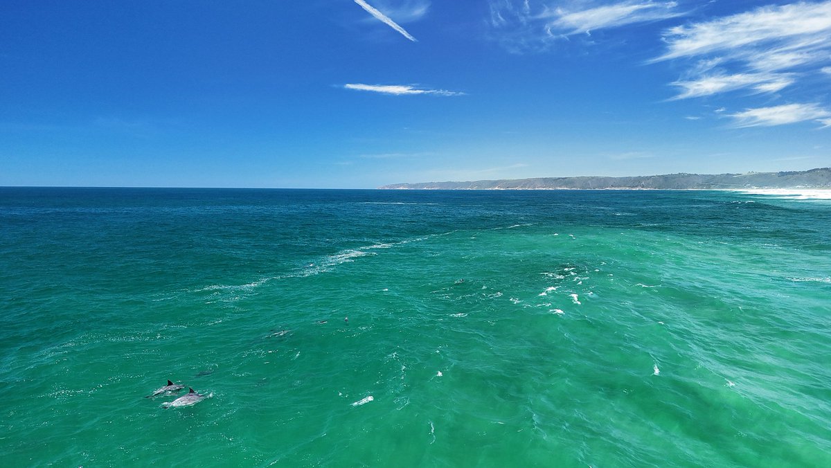 StrandloperP's tweet photo. Dolphins cruising past Wilderness. #gardenroute https://t.co/RV6gRLZS3J