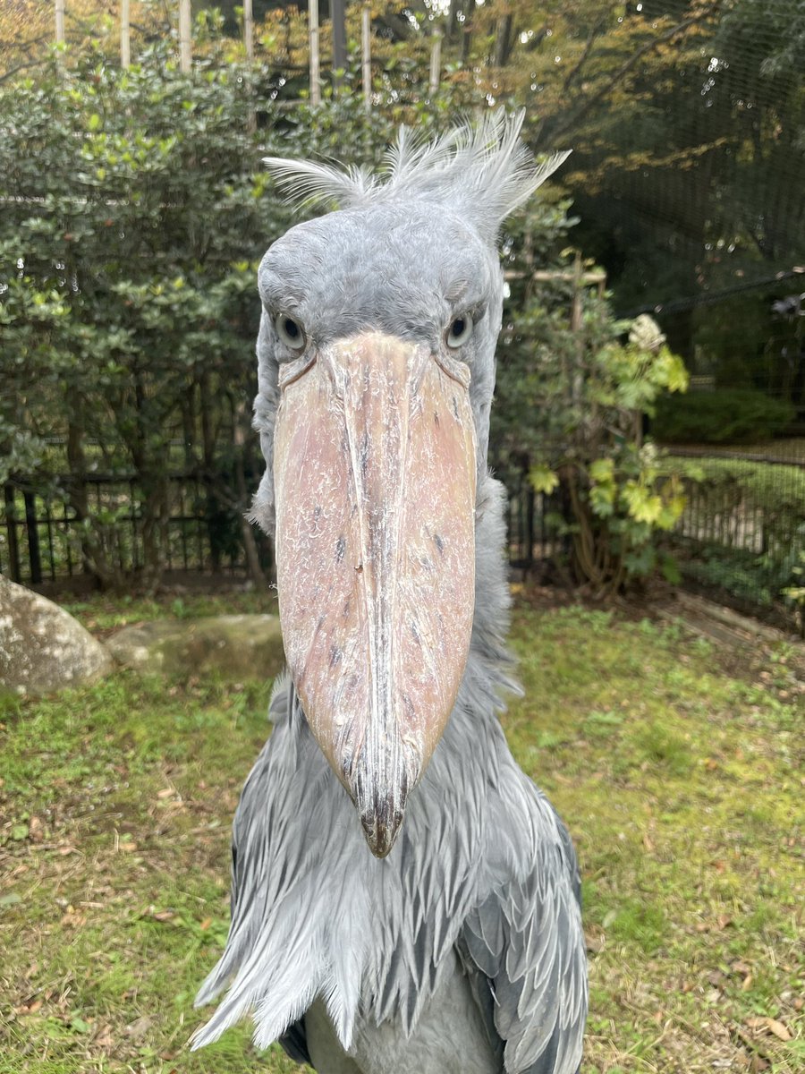 しずかの後頭部の冠羽(かんう)と胸元の羽が風でなびいています(飼Ⅰ