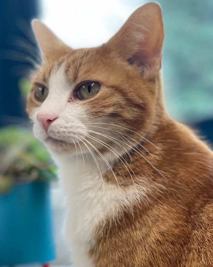 Good morning and welcome to Fish For Tea Friday

I smiled anyway.
Because for one small, quiet moment,
we were under the same sky.
And somehow, that felt like enough.

#cats #cats #Cat #CatsOnTwitter #CatsOfTwitter