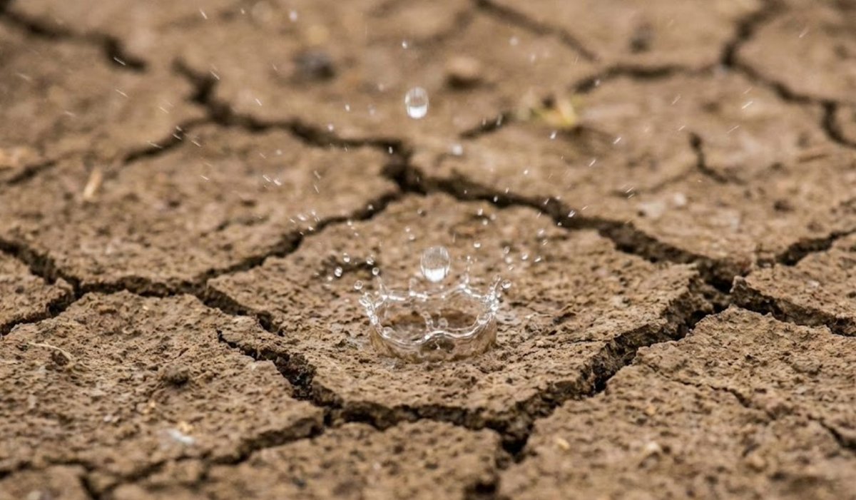 ebarkstar's tweet photo. 下雨时泥土的芳香气味有一个专门的名称，叫做“潮土油”（Petrichor）。

这种气味主要来自土壤中的细菌产生的化合物和植物释放的油，在雨水撞击地面时释放出来。 https://t.co/afdy5WmKDy