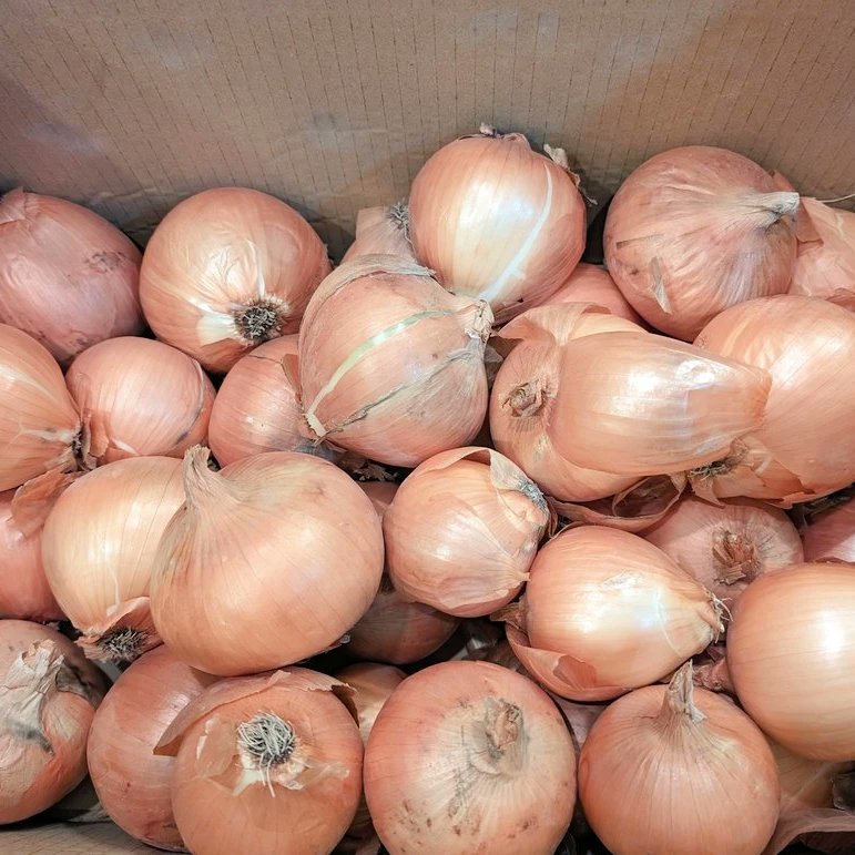 本日も18:00よりオープン致します。

今日は都合によりいつもよりちょっと早くCLOSE致します。

何卒宜しくお願い致します。

#淡路島玉ねぎ
#淡路島出身
#千歳烏山