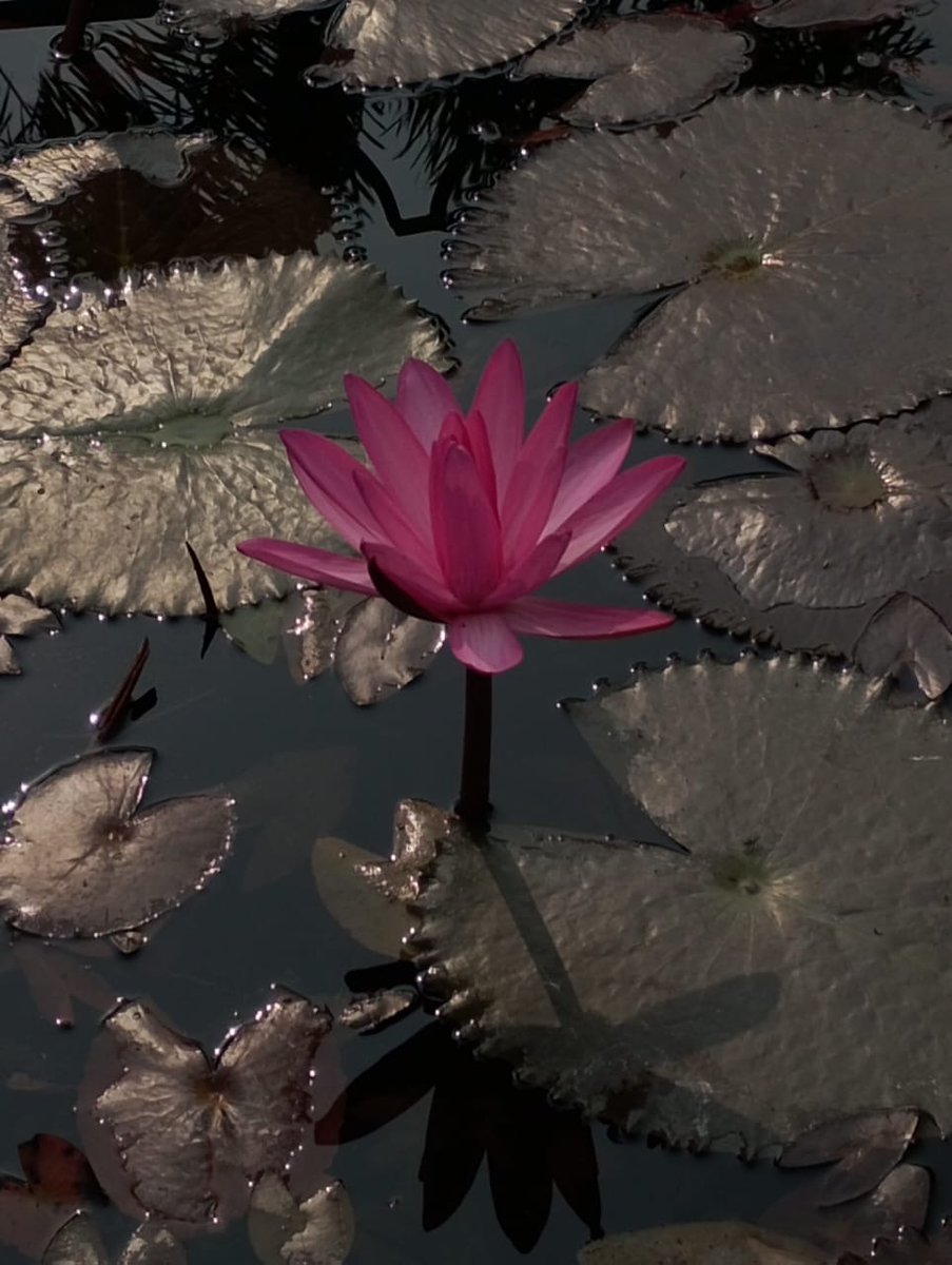 पं. सत्यजित ‘वेदांती’ tweet media