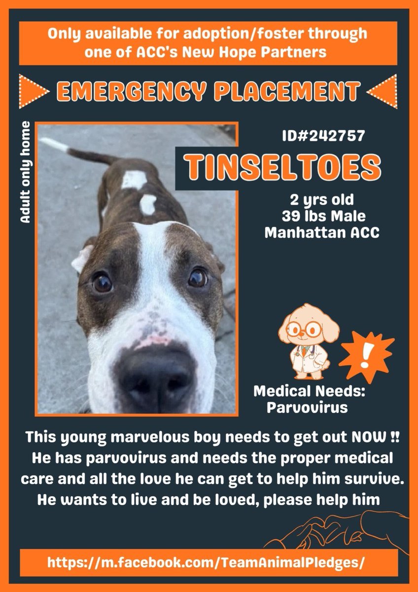 🆘🆘Tinseltoes is listed To Be Killed 12/6 because he has parvovirus.
Manhattan ACC won't provide the treatment he needs &amp; is concerned he will spread it to other dogs
He needs to be the only dog in an adult only home
Foster &amp; the rescue will pay 4 his med
nycacc.app/#/browse/242757