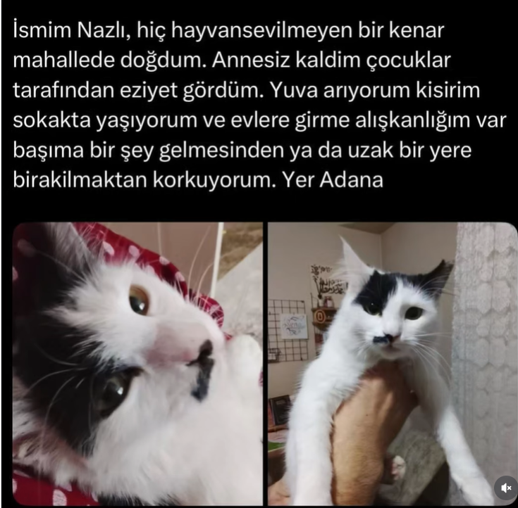 Kptzyss's tweet photo. nazlı uzak bir yere atılma tehlikesile sokakta yaşıyor. evlere girme alışkanlıgı var asla sokakta kalmak istemiyor ve cok insan canlısı bu sebeble sokakta şiddet görme riski var https://t.co/WUSLgvTxfS