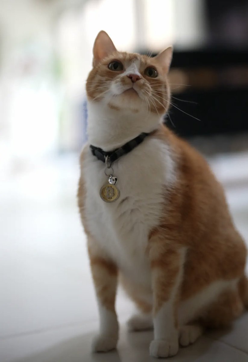 What goes down can only go UP later 😼