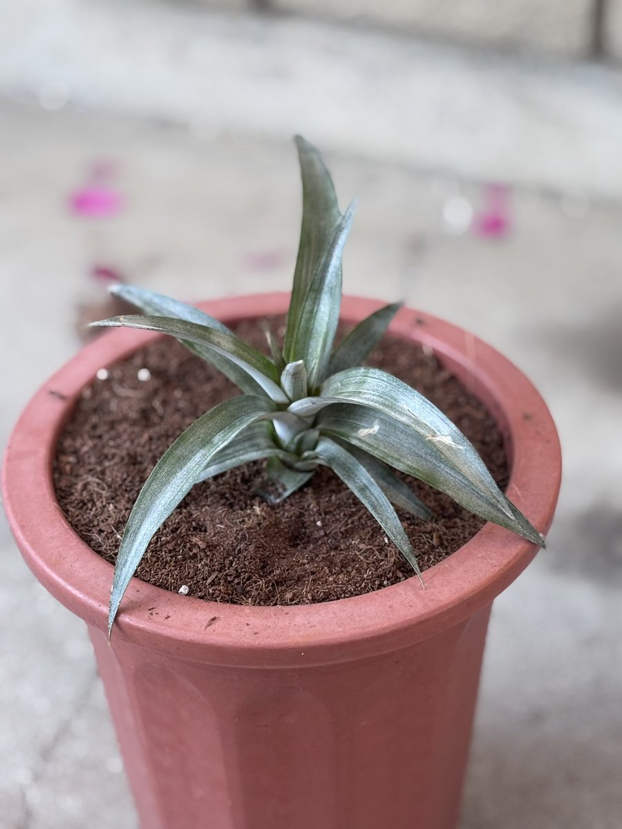 ﾊﾟｲﾅｯﾌﾟﾙ