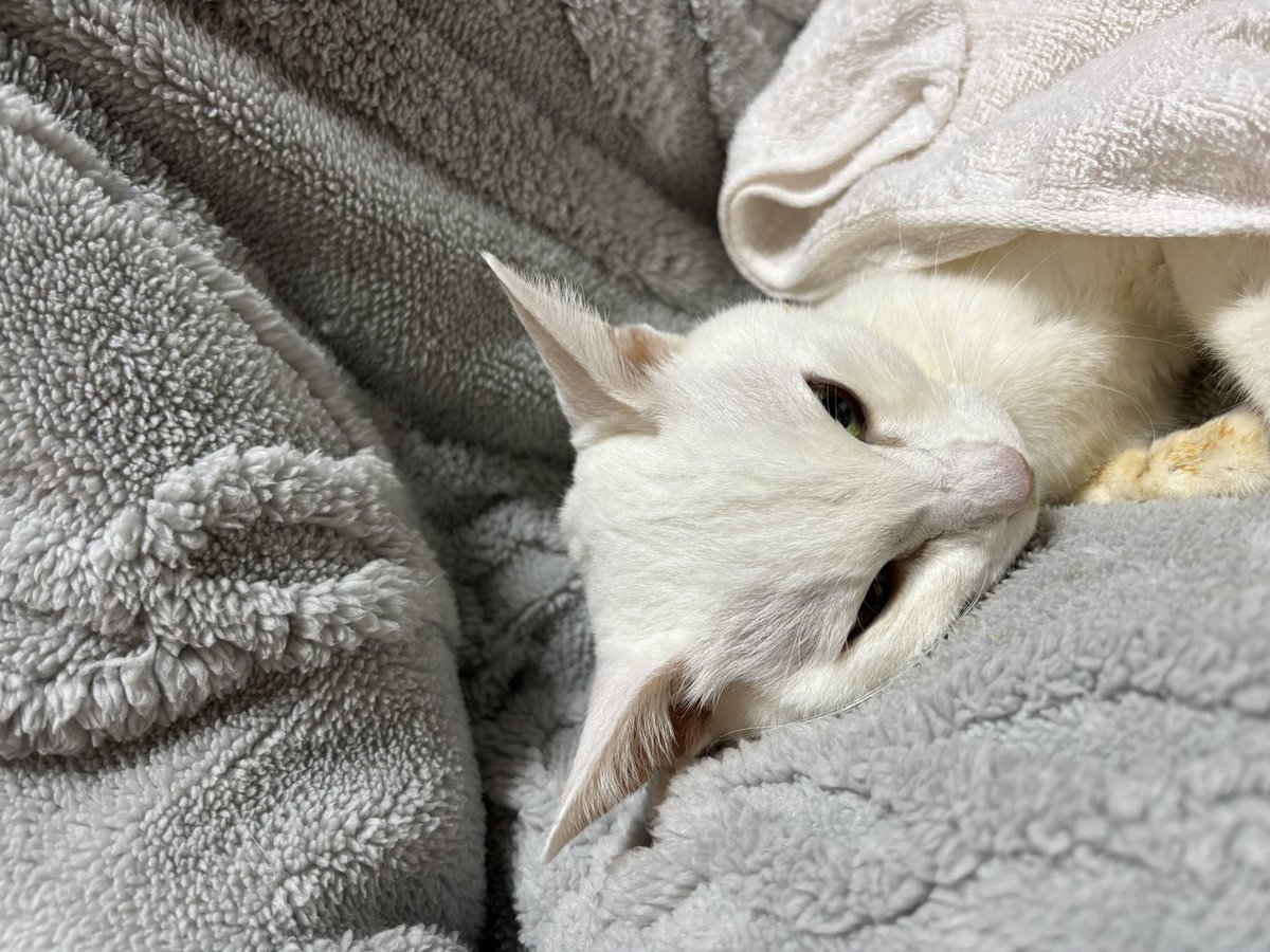 キジトラのヒメSHOP♕ページ（作成中） なんかトレンド入りしてるやん