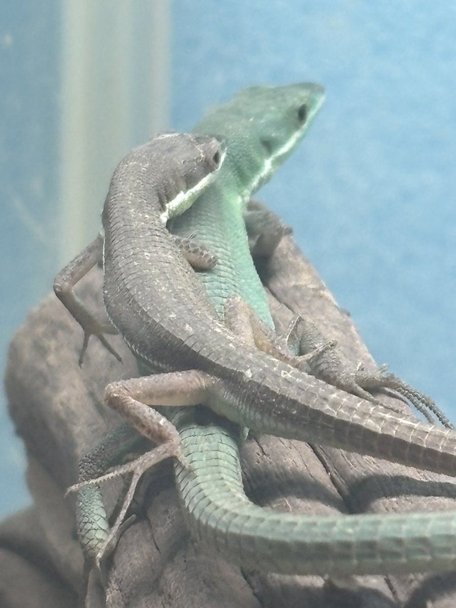 時々トカゲ いきもの大図鑑レプティ アルマジロトカゲとフトアゴヒゲトカゲ