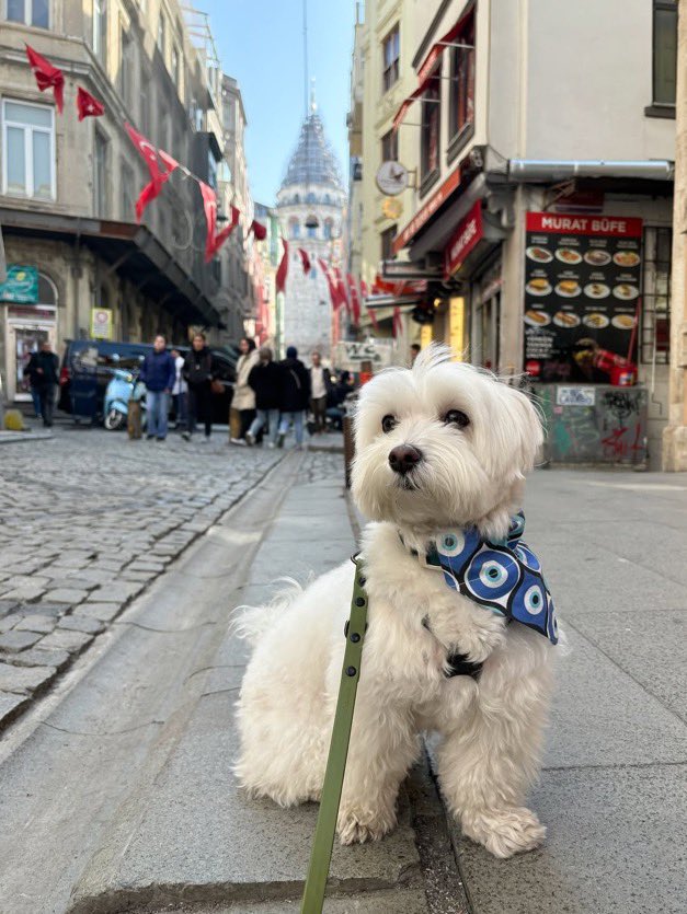 Dünyanın en çok gezen köpeği Tofu, Türkiye'ye geldi.

Şu ana kadar 21 ülkeyi ziyaret ettiği biliniyor.