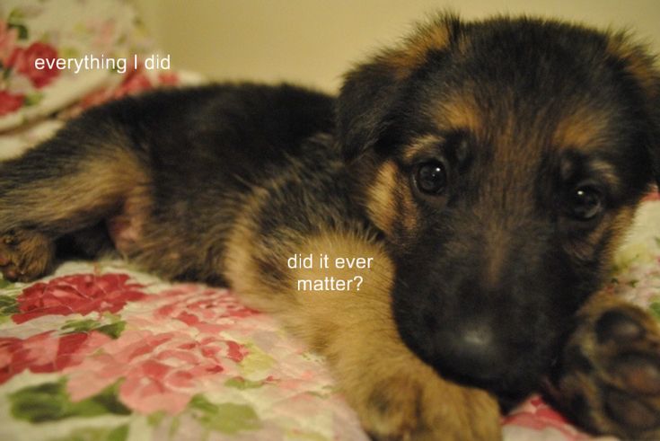 caninepoetry (@caninepoetry_) on Twitter photo 