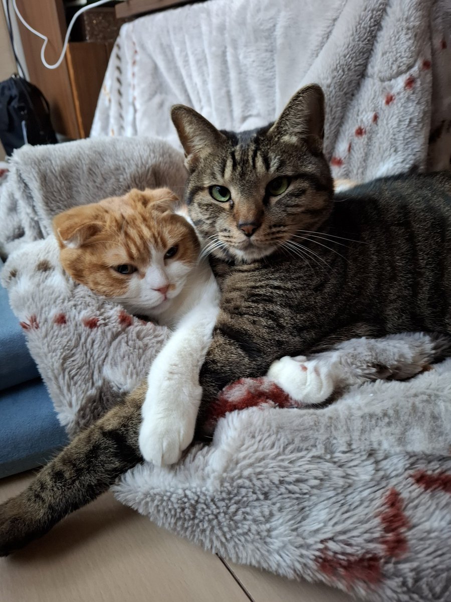 さちさちうにうに (@sachiuni0821) / Posts / X