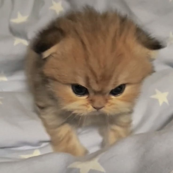 star (@tgirleddie) on Twitter photo 