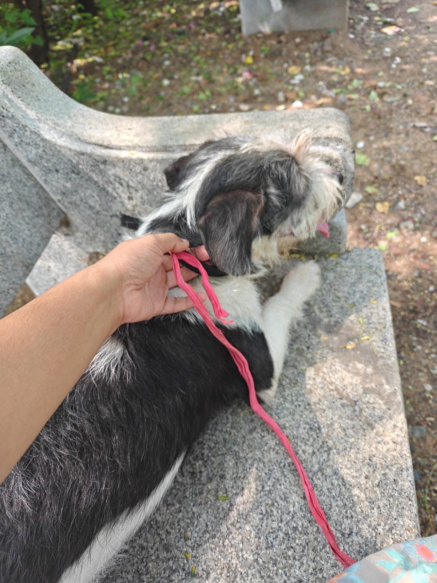 abandoned shitzu found (looks like he’s around 1-5-2 years old)

Location - end of 3rd Seaward Road, Thiruvanmiyur 

Looking for immediate fosters or adopters

I know it’s a long shot posting on Twitter for help, but just being hopeful

Please share to see if anybody can help