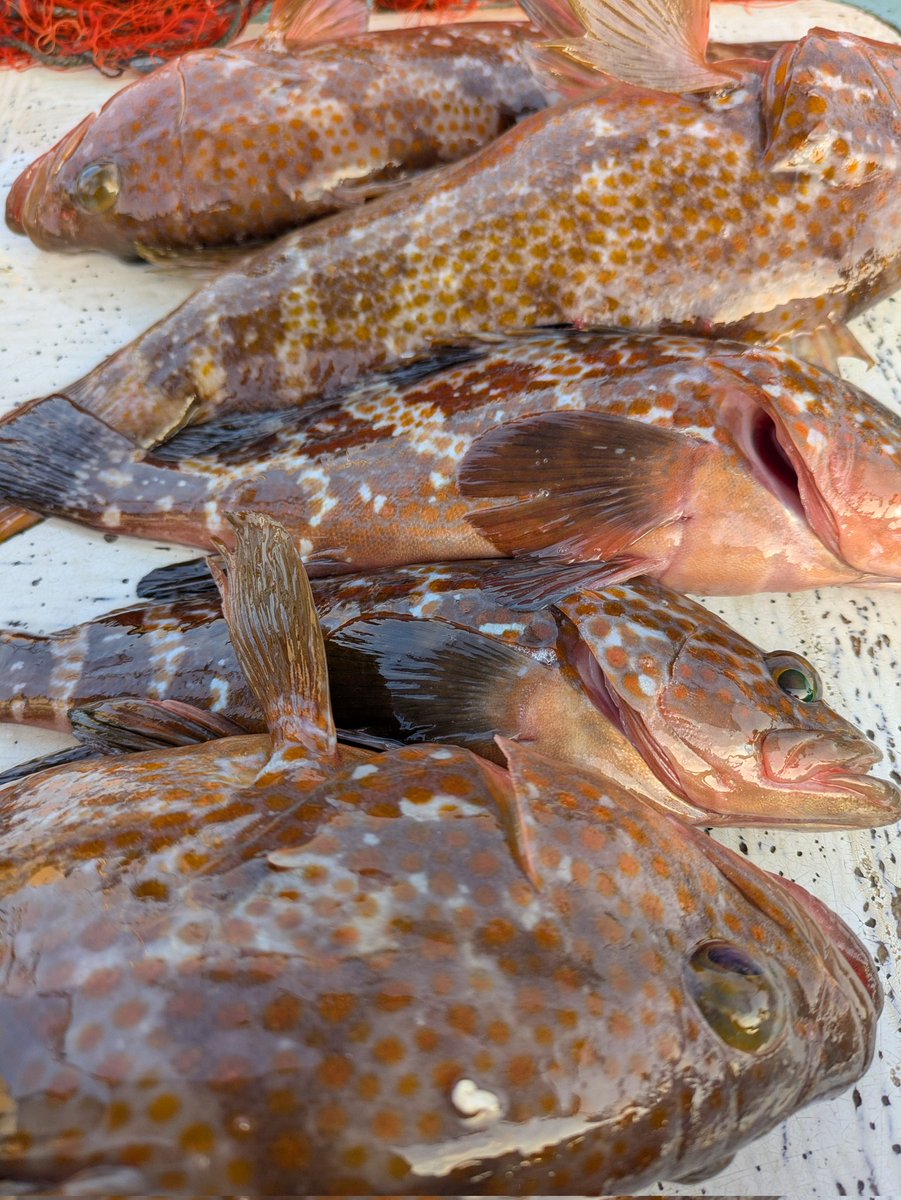 ryooken5ossan's tweet photo. 明日の三庄げんき市は、ピチピチの活シラサ海老とアコウの刺身販売もチョットだけやりますので😄皆さん遊びに来てNeー😆
#因島　#折古の浜　#三庄げんき市 https://t.co/HiPDfOtaju