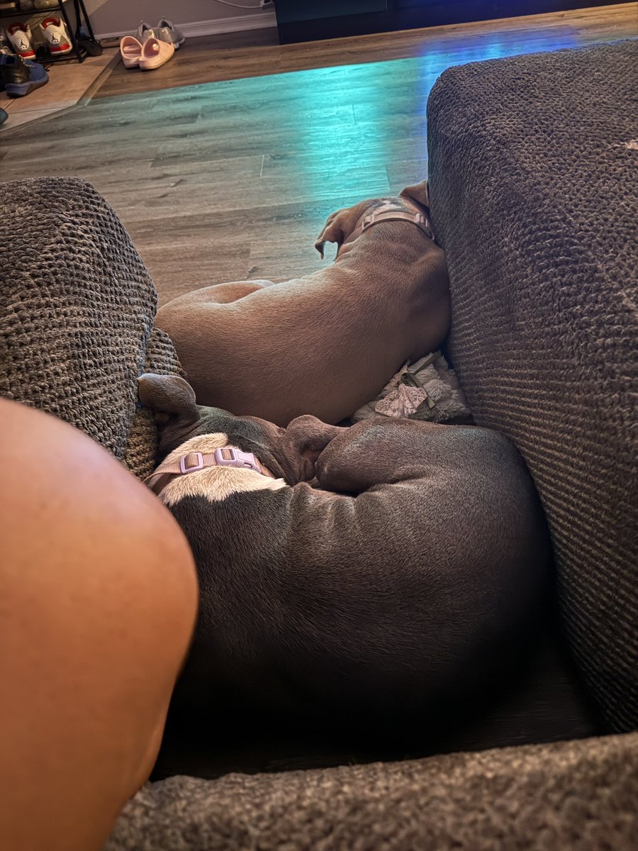 When you and your dogs can watch tv together in peace 🥺🥺🥺