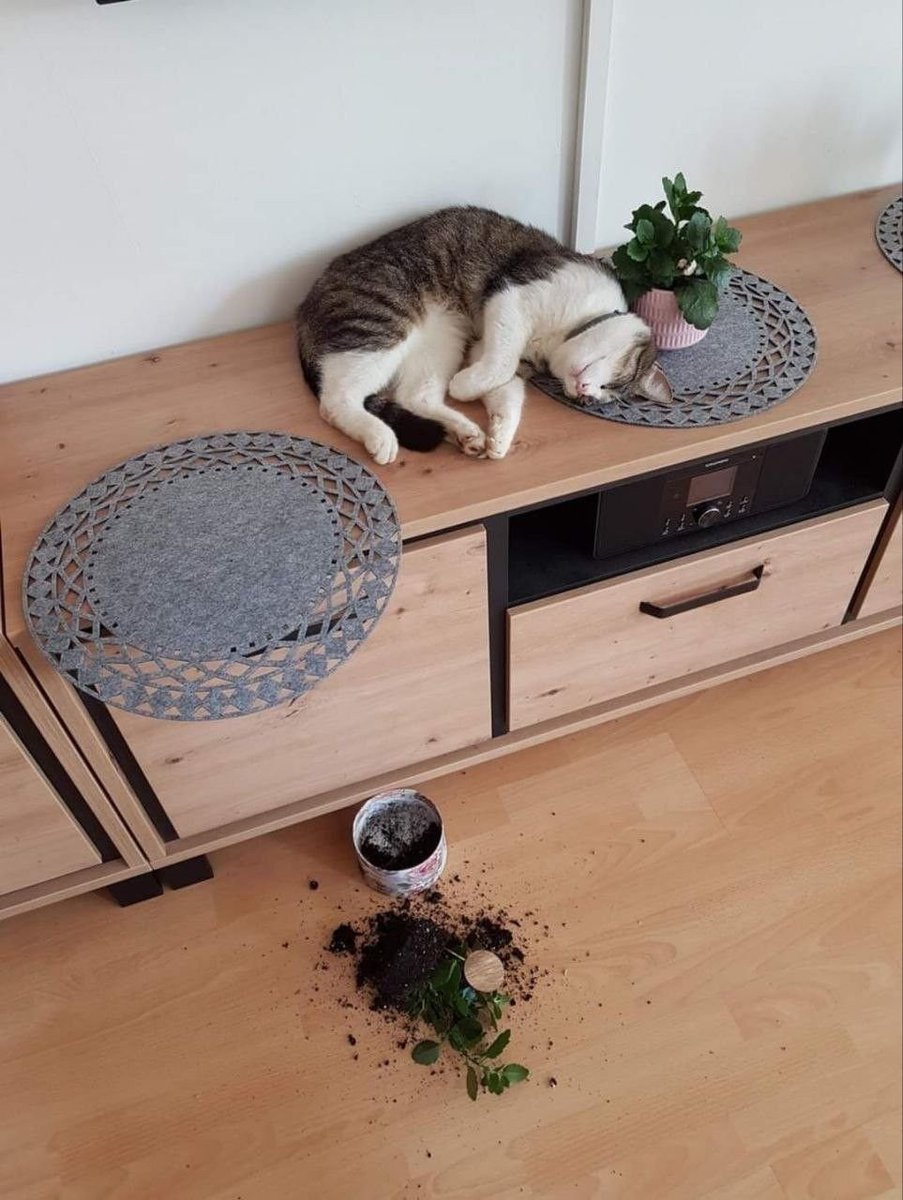 weirdnlovely's tweet image. 사고 다 쳐놓고 죽은척 한다고 넘어가줄거 같냐