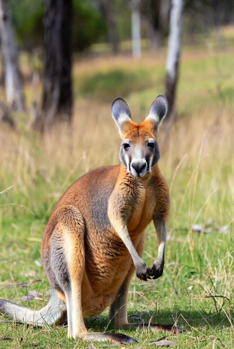 MindSparkInfo's tweet image. 🦘 Australia has more kangaroos than people — true fact! Kangaroos are so iconic that they appear on the national emblem.
#Kangaroos #VisitAustralia@Australia @MrKangarooX