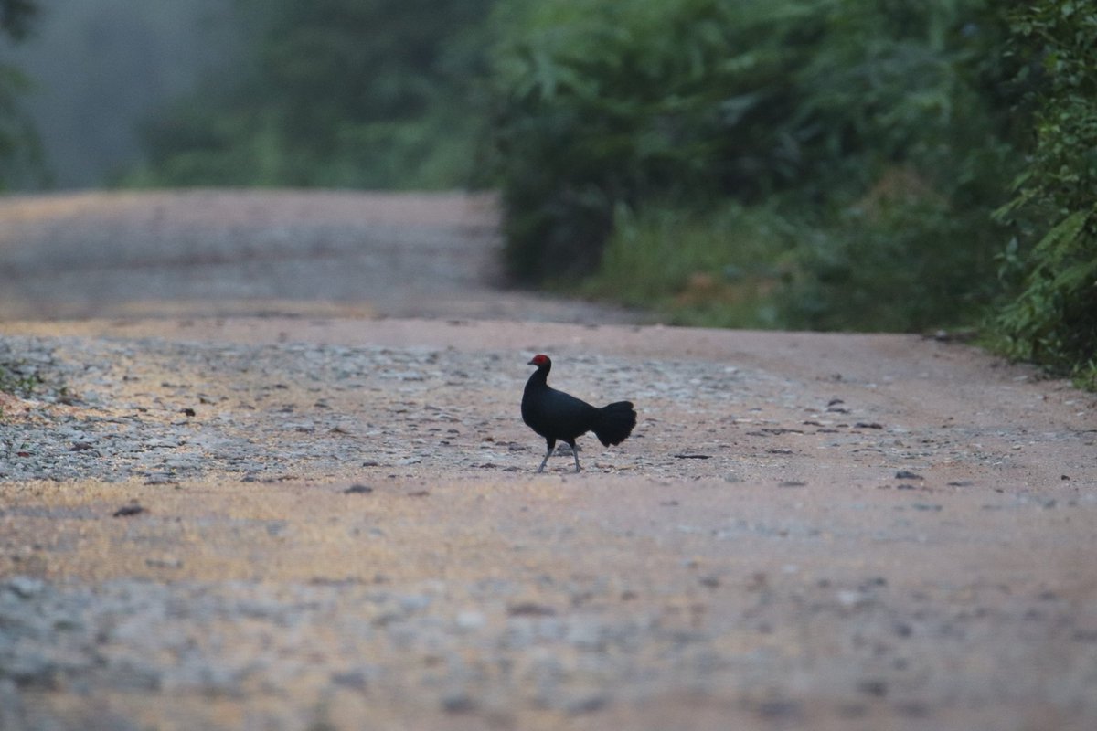 _ahdumb_'s tweet photo. Been a pretty good first week in SE Asia https://t.co/tSBbjNTUKe