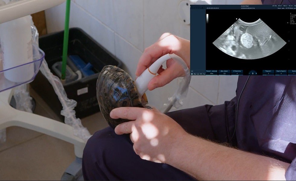 Zoncare's tweet photo. Zoncare VU3 ultrasound has proven highly effective in reptile diagnostics. During a hands-on session at a zoo, a veterinary specialist used the VU3 to perform comprehensive liver, reproductive, and urinary examinations on various reptiles—including snakes and turtles. https://t.co/UIZYC3JC1Q