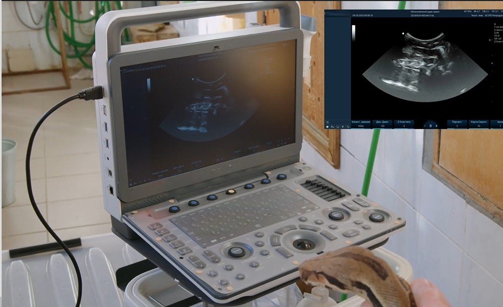 Zoncare's tweet photo. Zoncare VU3 ultrasound has proven highly effective in reptile diagnostics. During a hands-on session at a zoo, a veterinary specialist used the VU3 to perform comprehensive liver, reproductive, and urinary examinations on various reptiles—including snakes and turtles. https://t.co/UIZYC3JC1Q