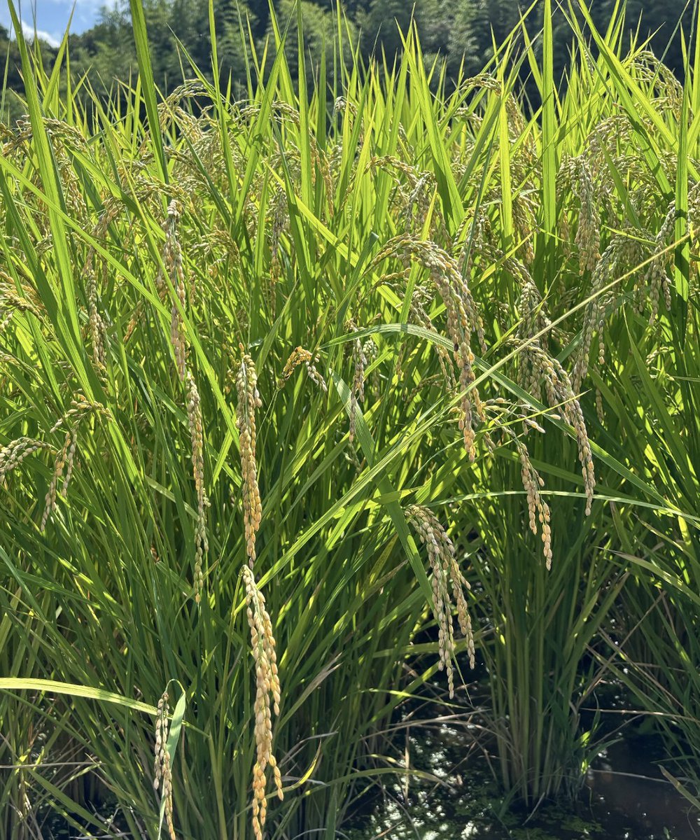 やばい、もっと仕事したいのにいろんなタスクに注意力散漫している😵‍💫マルチタスクをシングルタスクに棚卸してひとつひとつやりきります！
そして写真は三重県津市の美しい稲穂です🌾