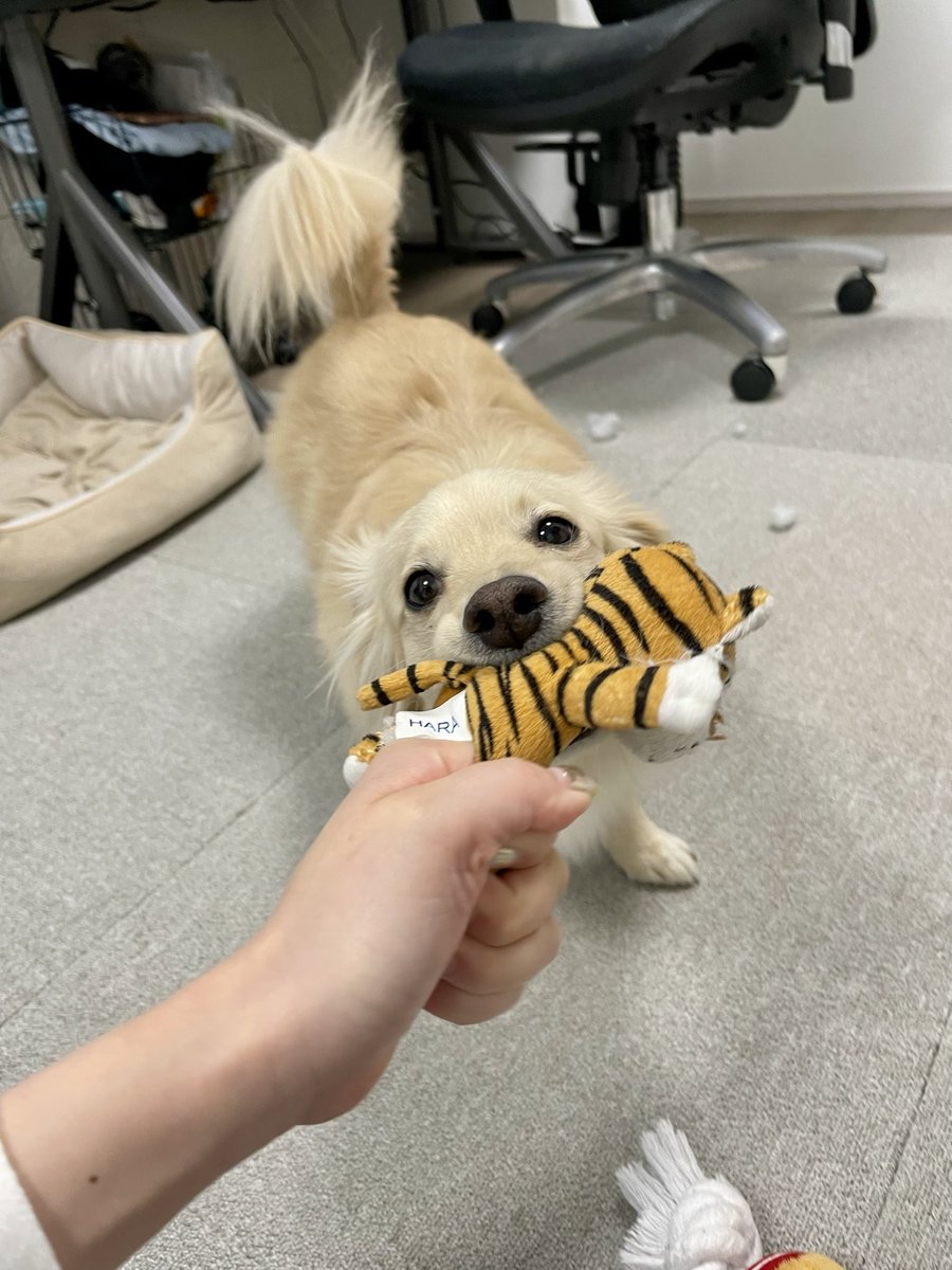 ポメックスのとろろくん (@monaka_0507) / Posts / X