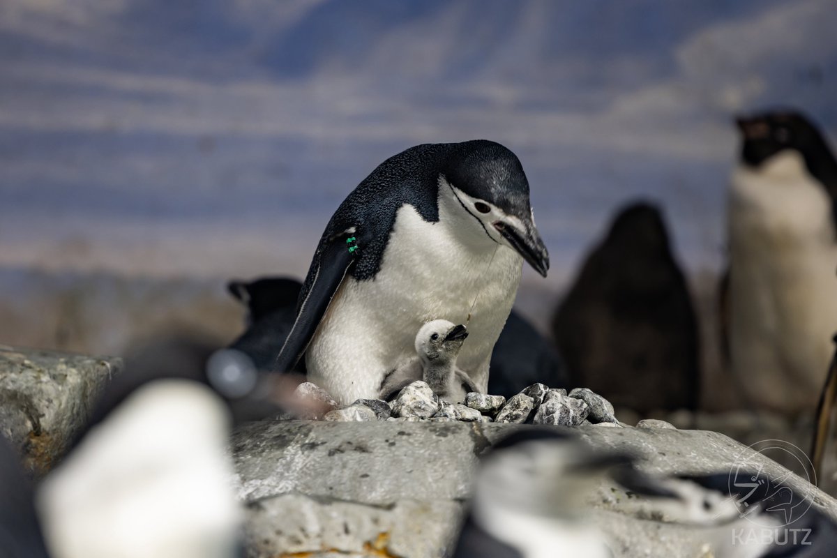 可愛いペンギン尽くしの名古屋帯　o-102 ペンしりグッズ発売開始🎉／ 前回の投稿の答え合わせ🐧💕 ピゴセリス3
