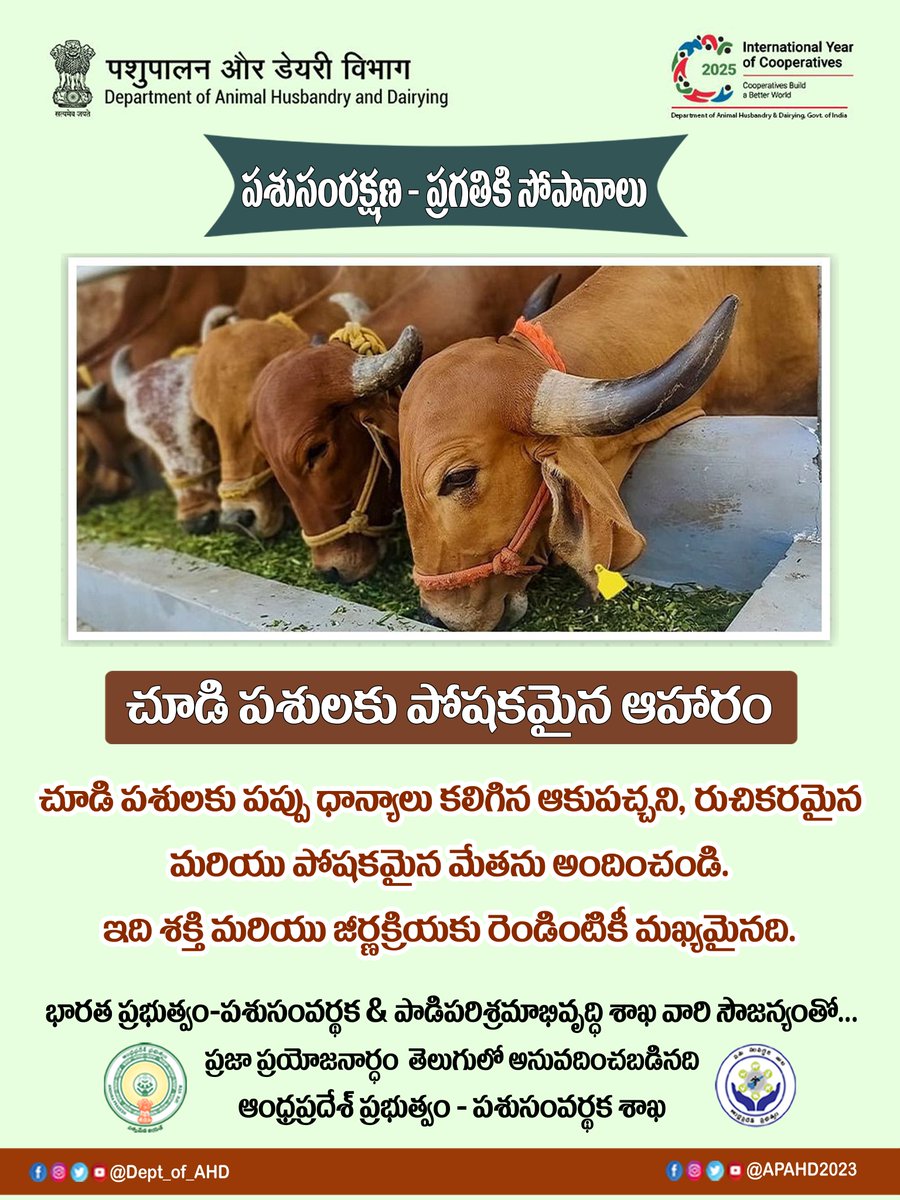 APAHD2024's tweet photo. చూడి పశులకు పోషకమైన ఆహారం 

చూడి పశులకు పప్పు ధాన్యాలు కలిగిన ఆకుపచ్చని, రుచికరమైన మరియు పోషకమైన మేతను అందించండి. ఇది శక్తి మరియు జీర్ణక్రియకు రెండింటికీ మఖ్యమైనది.
#andhrapradesh #ChandrababuNaidu #Ahd #livestock #deputycm #cows #GreenFodder https://t.co/5020CUzWyR