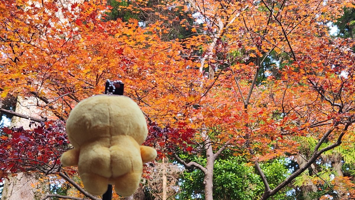 なんと知人宅で偶然プリンが！！ あわててプリンちゃんを召喚！