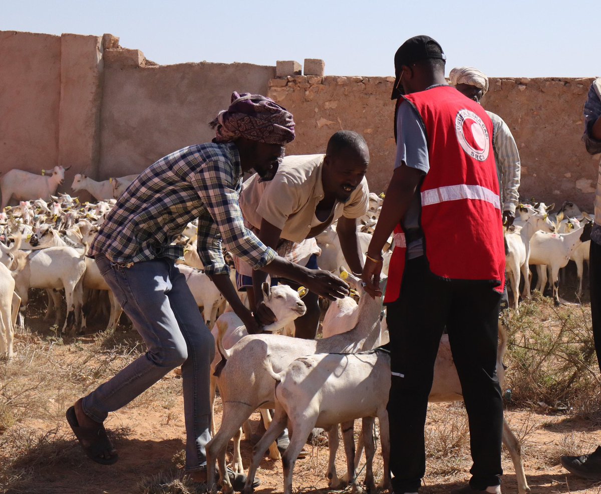 Proud of the 5,000+ active volunteers spread across the country, who turn up with open hearts and willing hands. Today, #InternationalVolunteerDay, we thank you for being the backbone of our humanitarian work in #Somalia. #SomaliRedCresent #BishaCas #IVD2025