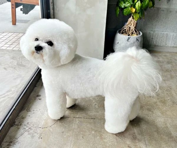 /／
🐶 生ルンバ、今日も稼働中…
\＼
床にスリスリ前進→ブルブルッ。せとくんが“モップ機能つきルンバ”みたいに動き回る姿がかわいくて、つい見守ってしまうのでした／せとくん（<a href="/seto_1022/">☁️せとくん☁️(陰キャ)</a>）
👉Yahoo!ニュース
news.yahoo.co.jp/articles/697a0…
👉まいどなニュース
maidonanews.jp/article/161782…