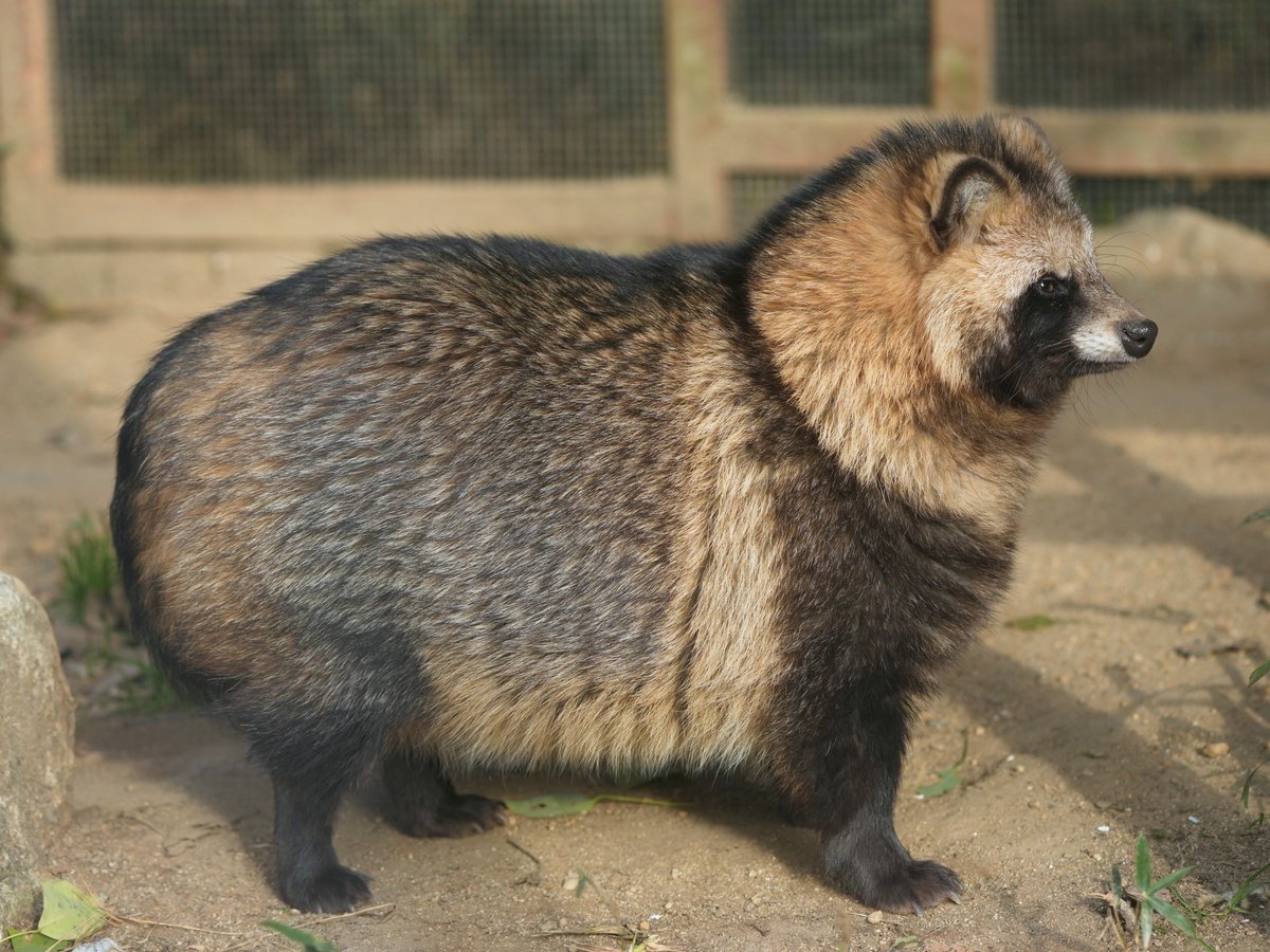 一昨日ののんほい、大五郎。
つややかなモフモフがとても美しい。
#のんほいパーク　#ホンドタヌキ