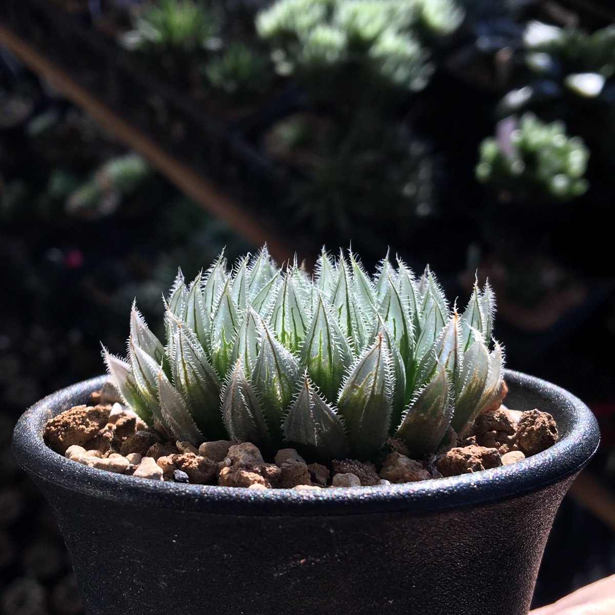 キネ@CrystalPlants (@crystalplants23) / Posts / X