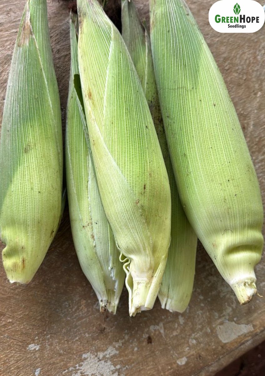 Fresh Green mealies for sale at GreenHope Seedlings Nursery
$3/dozen or 
$1 for 4

Whatsapp/Call Elisha on 078 160 9809.

#Greenhopeseedlings
#seedingyoursuccess