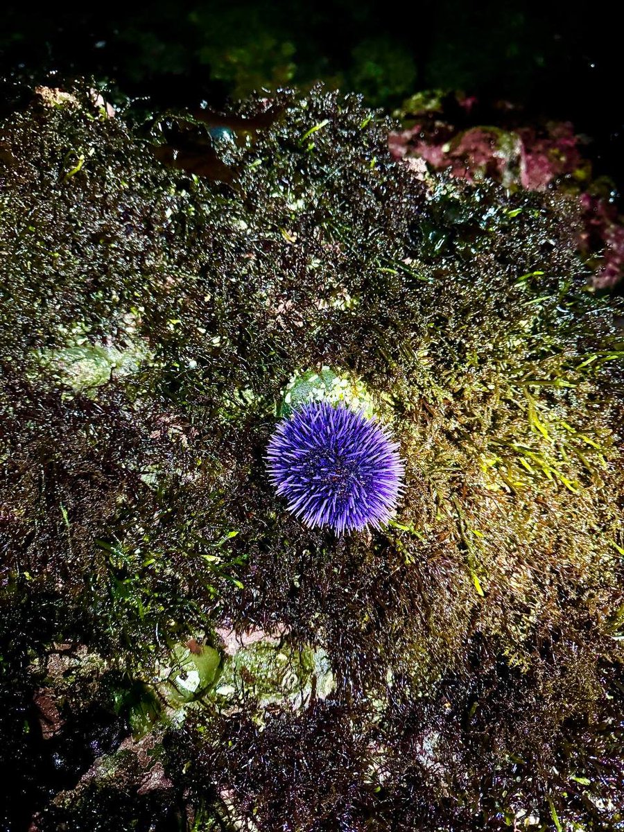 SecretsofMy's tweet image. A touch of deep-sea purple quietly blooms in the intertidal zone.