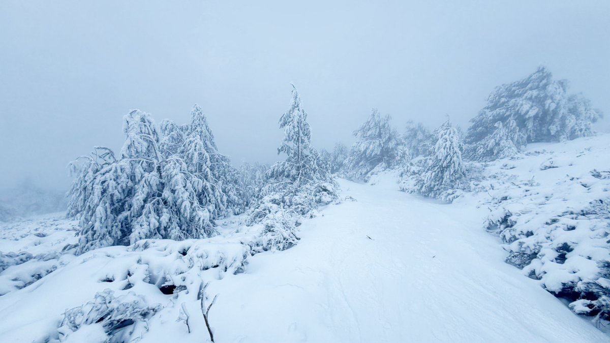 Cotos. 6:35h -1ºC. 
Se mantiene la nieve hasta la misma cumbre pero en zonas altas se convierte en plumas de hielo por efecto del viento muy fuerte. Visibilidad muy reducida y llegando al pico lluvia engelante, que es lluvia fina en zonas bajas transformando la nieve. Precaución