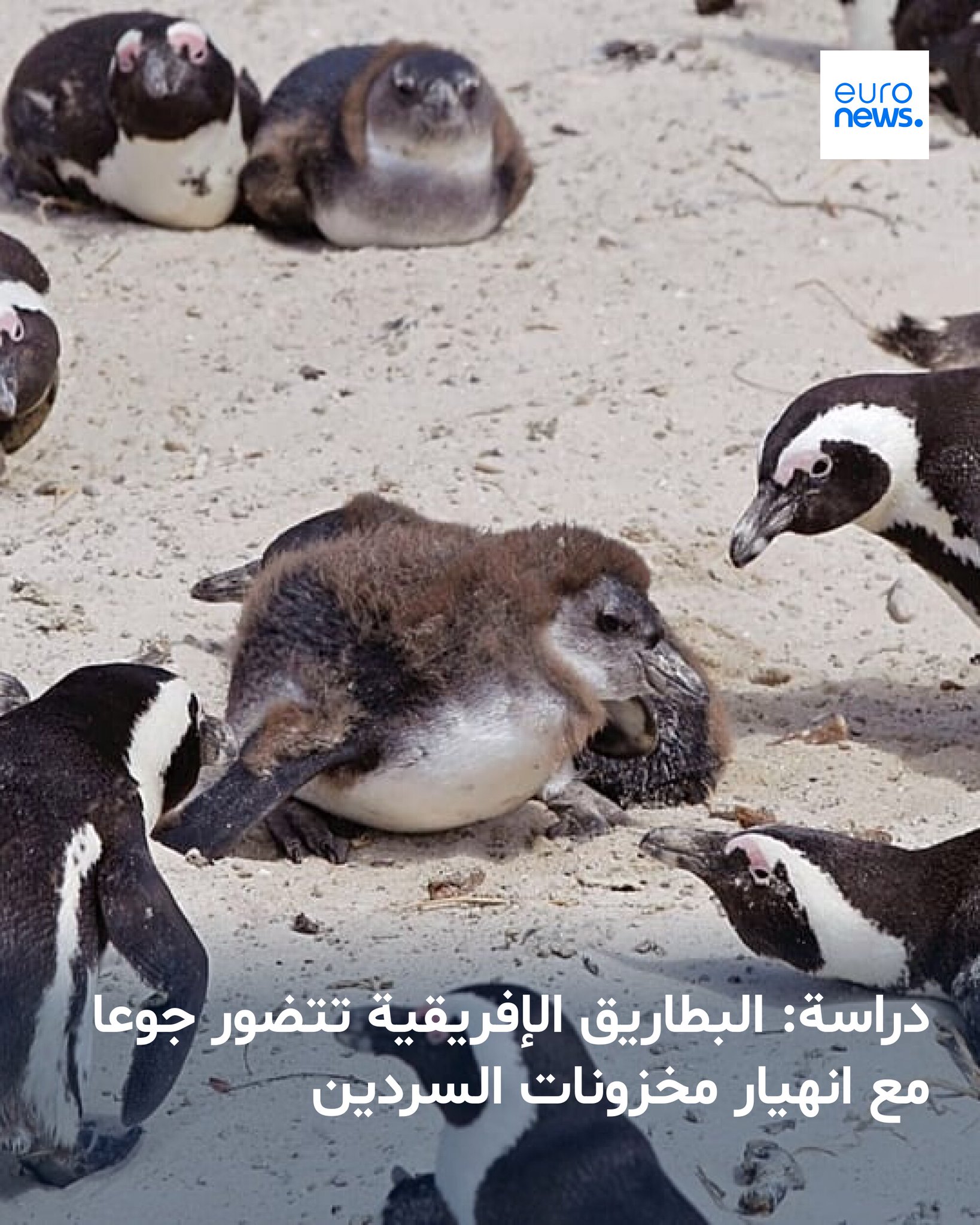 تفيد دراسة جديدة بأنّ نقص الغذاء الحادّ أدّى إلى نفوق الآلاف من طيور البطريق جوعا 