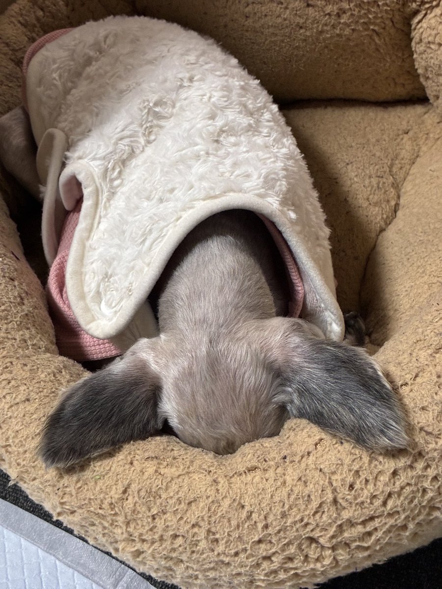 なんじゃろな、この可愛さ♡ 最近毎朝ウン💩パーリーで洗われてるからウンキャッチオムツを後で装着し〼！
「ごめん寝」ですかね？