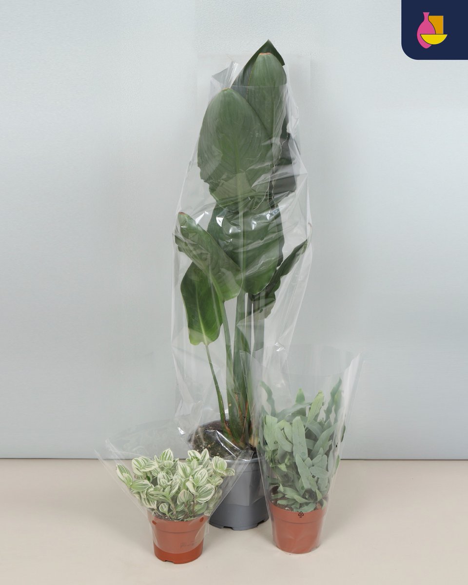 Window Sale Update
We’re bringing together select Bunnik Plants stock for Bunnik Creations customers! By combining assortments, you get unique items to add value to your collection.

Blank plant sleeves fit 7, 9, 12 &amp; 19 cm pots — versatile for many product lines.