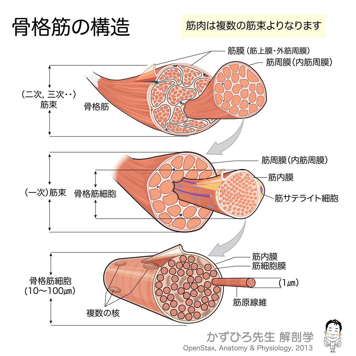 骨格筋の構造 筋内膜（筋鞘）：筋線維1本を包む 筋周膜：筋束（筋線維