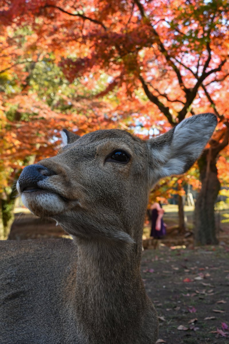 photo_usp's tweet photo. ＼11月も撮影会をしました／
皆さまお久しぶりです。
11/30に奈良公園で撮影会をしました！
中の人はn年ぶりに鹿と戯れました。やっぱりかわいいですね… https://t.co/sGcYgIj2Xk
