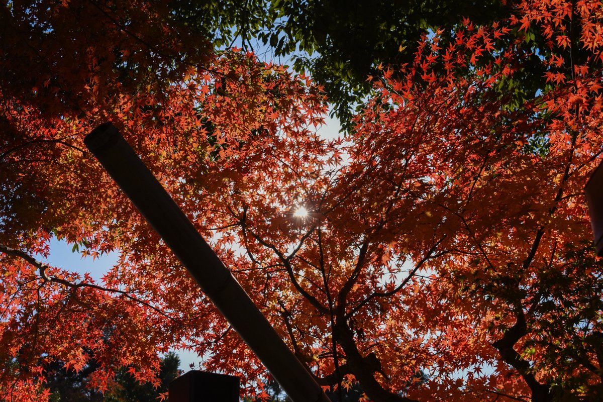 photo_usp's tweet photo. ＼11月も撮影会をしました／
皆さまお久しぶりです。
11/30に奈良公園で撮影会をしました！
中の人はn年ぶりに鹿と戯れました。やっぱりかわいいですね… https://t.co/sGcYgIj2Xk