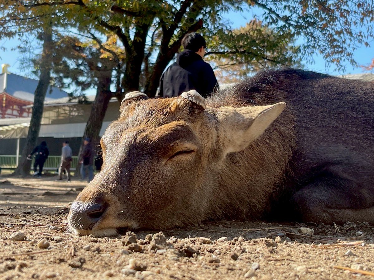photo_usp's tweet photo. ＼11月も撮影会をしました／
皆さまお久しぶりです。
11/30に奈良公園で撮影会をしました！
中の人はn年ぶりに鹿と戯れました。やっぱりかわいいですね… https://t.co/sGcYgIj2Xk