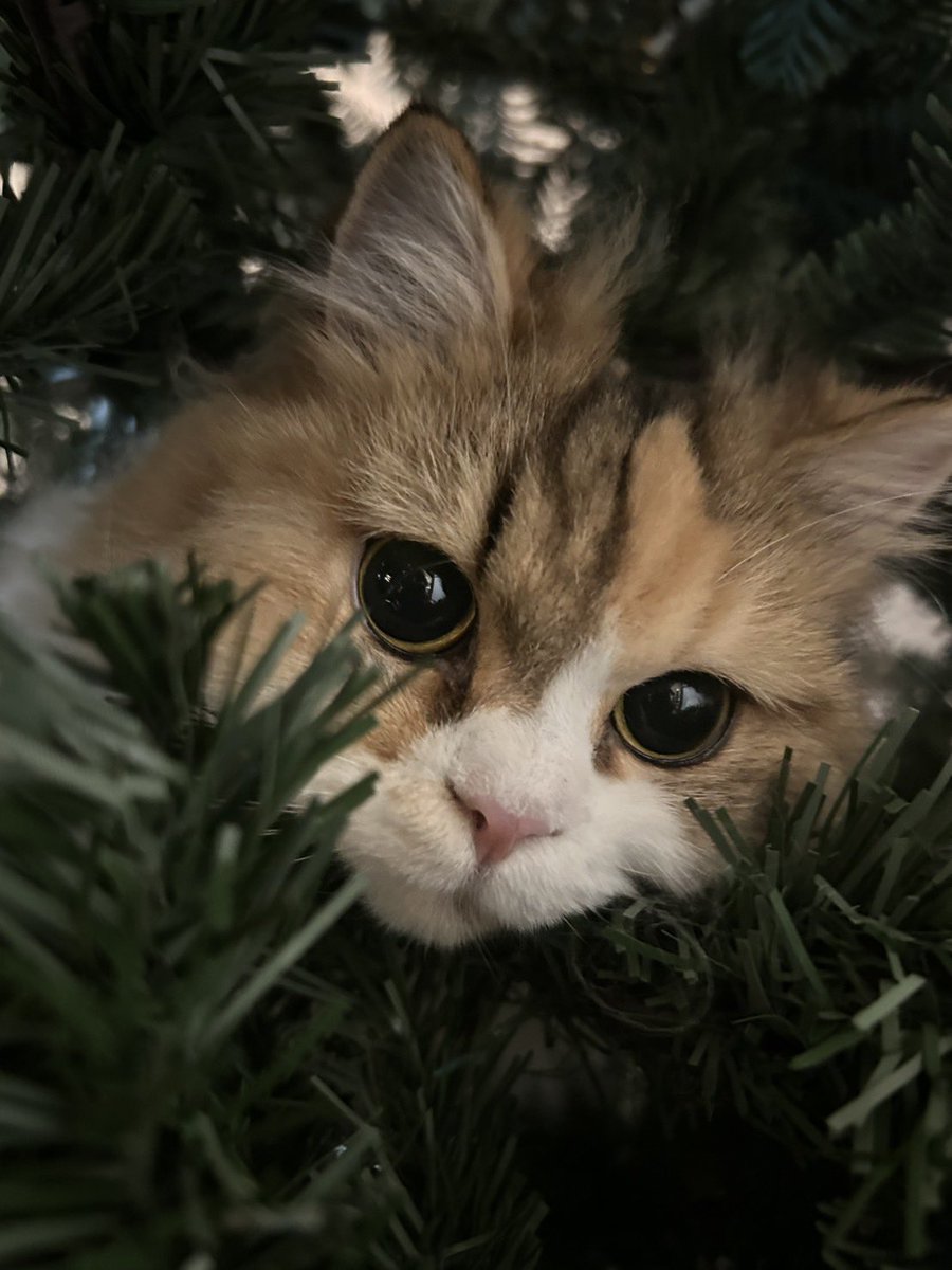 今年もクリスマスツリー飾ったところ、なんと飼っている猫が木