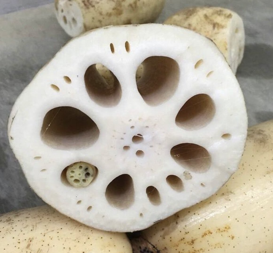 SNSはレンコンinレンコン見てればいいよ